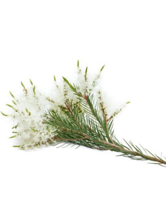 עץ התה ממנו יוצרים את השמן פריחת עץ התה