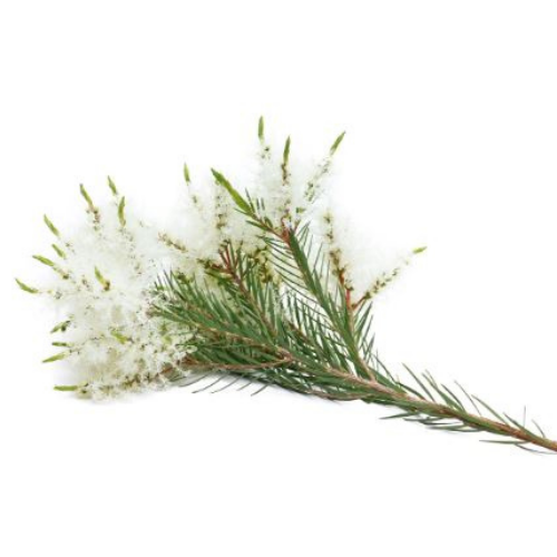 A drop of sweet-orange Angelina 365 pure pure essential oil https://smallgifts365.com/product/%d7%a9%d7%9e%d7%9f-%d7%90%d7%aa%d7%a8%d7%99-%d7%9c%d7%99%d7%9e%d7%95%d7%9f-lemon-oil/without harm